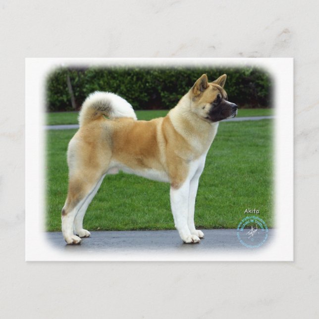 Akita 9T031D-052 Postcard (Front)