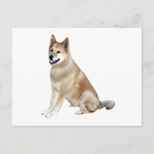 Akita (Akita Inu) (169) Postcard