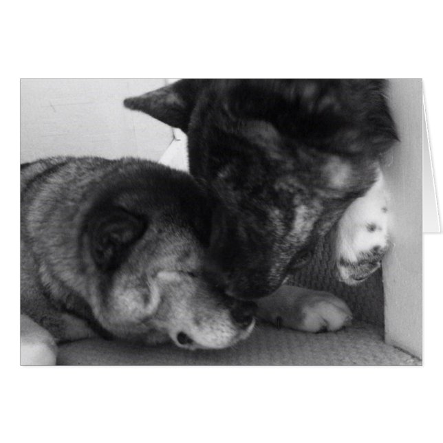 Akita Cards (Front Horizontal)