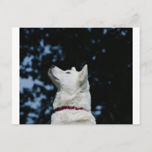 akita-inu-5.png postcard