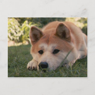Akita Inu Dog Deep Thoughts Postcard