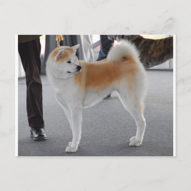 Akita Inu Dog In A Dog Show Postcard (Front)