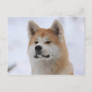 Akita Inu Dog Looking Serious Postcard