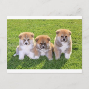 Akita Inu Dog Puppies Postcard