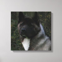 akita pinto black mask