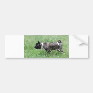 akita pointing bumper sticker