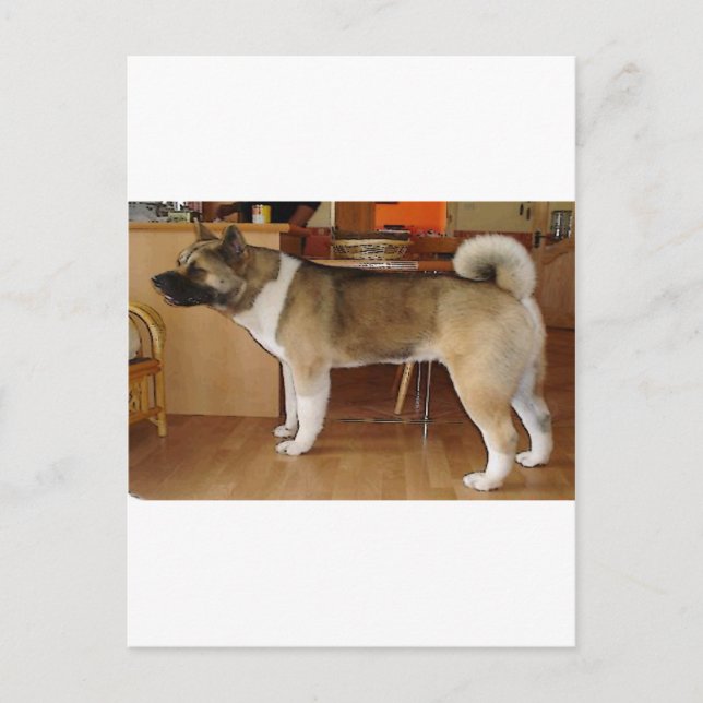 Akita Postcard (Front)
