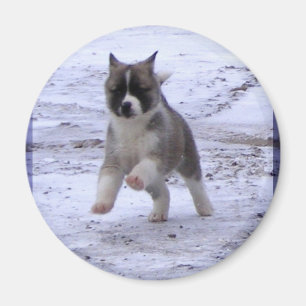 Akita Puppy Magnets