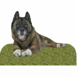 Akita Standing Photo Sculpture<br><div class="desc">This photo sculpture is of a beautiful Akita. You can customise this design and order it in a variety of sizes. This Akita design is also available as shaped,  cut-out magnets,  ornaments,  pins and keychains.</div>