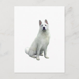 Akita - White Postcard