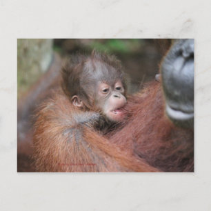 Akmad's New Baby Son at Camp Leakey Announcement Postcard