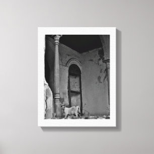 Al Balad Cat Canvas Print