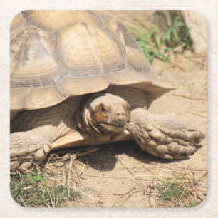 Ala Aldabra Square Paper Coaster