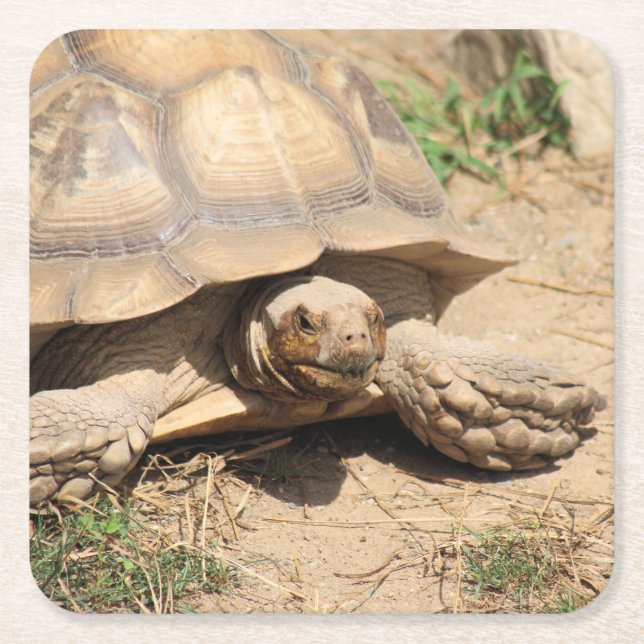 Ala Aldabra Square Paper Coaster (Front)