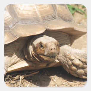 Ala Aldabra Square Sticker