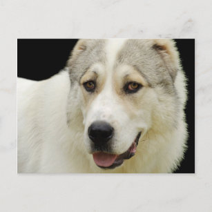 alabai dog postcard