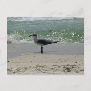 Alabama Gulf Coast Seagull Nature Photography Postcard