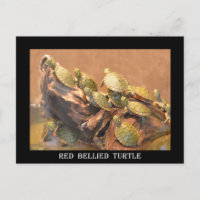 Alabama Red Bellied Turtle 2 (Alabama)