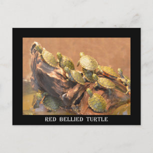 Alabama Red Bellied Turtle 2 (Alabama) Postcard