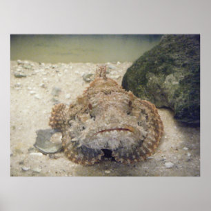 Alabama Sea Life #2 Poster
