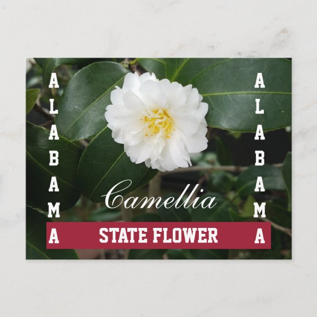 Alabama State Flower Camellia Postcard (Front)