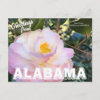 Alabama State Flower, Camellia Postcard