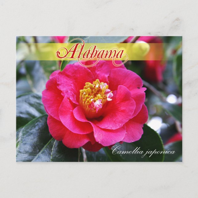 Alabama State Flower - Camellia Postcard (Front)