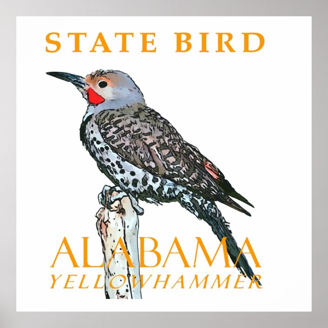 Alabama Territory Bird The Common Flicker Poster (Front)