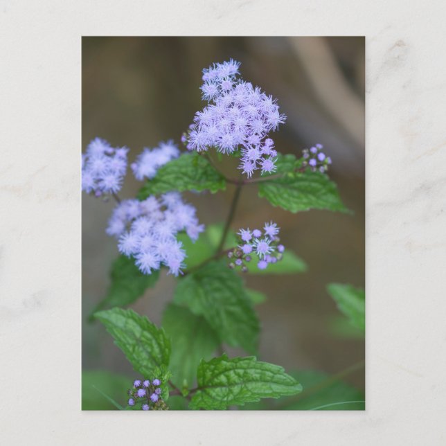 Alabama Wild Lavender Ageratum Wildflowers Postcard (Front)