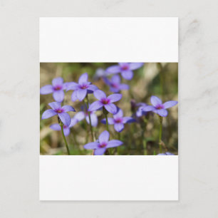 Alabama Wildflower Tiny Bluet - Houstonia pusilla Postcard