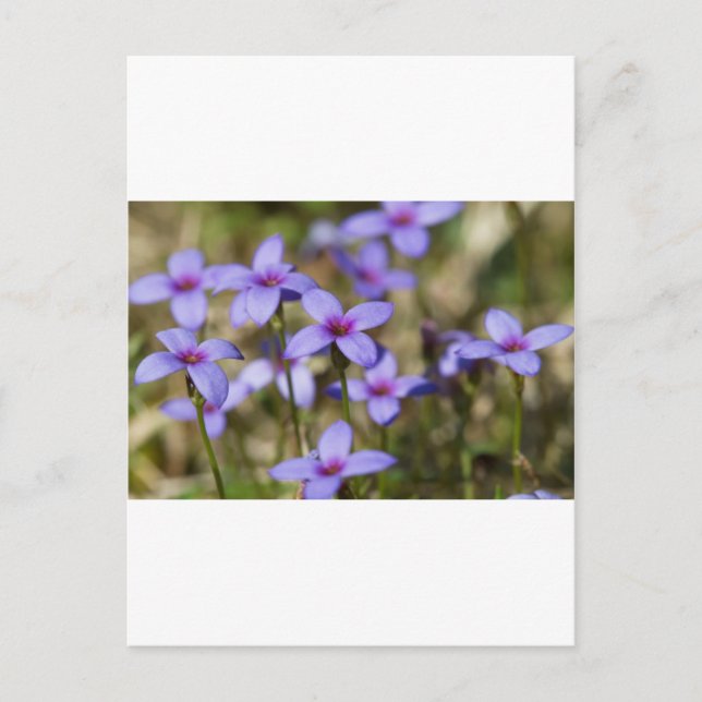 Alabama Wildflower Tiny Bluet - Houstonia pusilla Postcard (Front)