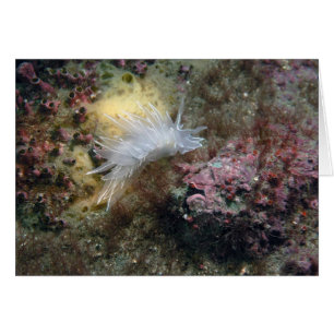 Alabaster Nudibranch