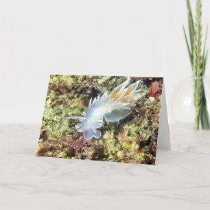 Alabaster Nudibranch - Cards