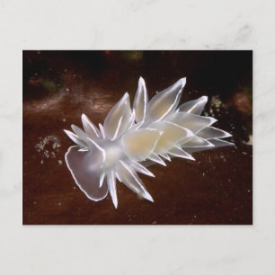 Alabaster Nudibranch - Postcard