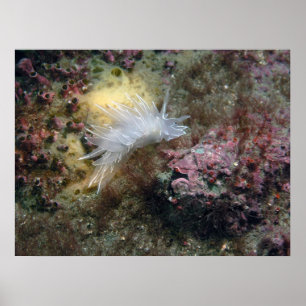 Alabaster Nudibranch Poster