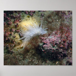Alabaster Nudibranch Poster