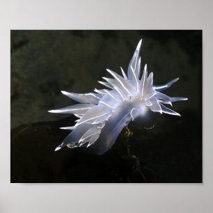 Alabaster Nudibranch Poster