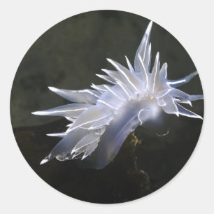 Alabaster Nudibranch Sticker