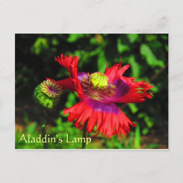 Aladdin's Lamp Postcard (Front)