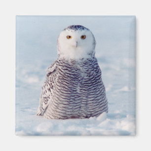 Alaska Arctic Snowy Owl Winter Scene Magnet