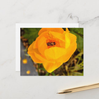 Alaska Beauties Postcard