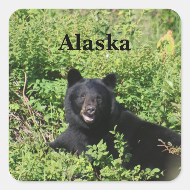 Alaska - Black Bear in Berry Bushes Square Sticker (Front)