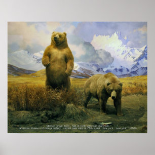 Alaska Brown Bear Poster