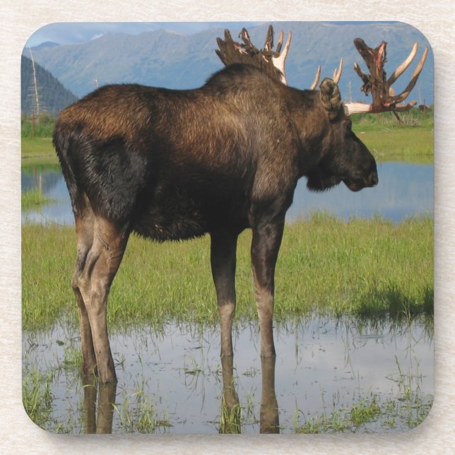 Alaska Bull Moose Marsh Outdoor Scene Photo Coaster (Front)