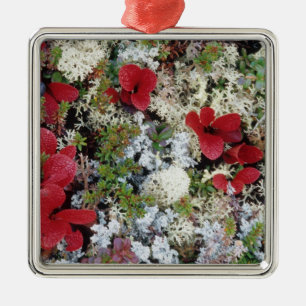 Alaska, Denali National Park, Arctic tundra is Metal Tree Decoration