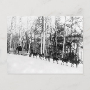 Alaska Dog Sledding Postcard