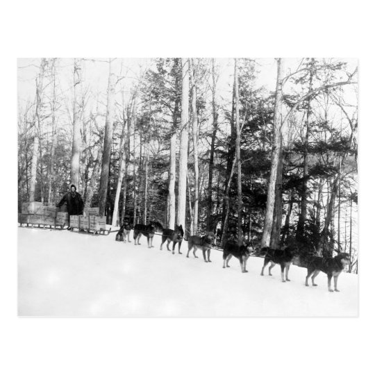 Alaska Dog Sledding Postcard