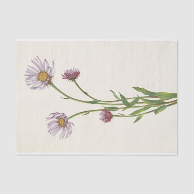 Alaska Fleabane by Mary Vaux Walcott Tissue Paper (Front)