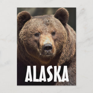 ALASKA GRIZZLY BEAR POSTCARDS