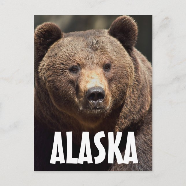 ALASKA GRIZZLY BEAR POSTCARDS (Front)